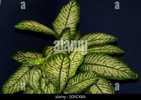 Le foglie di una pianta di Dieffenbachia Foto Stock