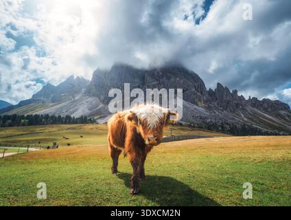 Vacca scozzese delle Highland in piedi su prati alpini in montagna Foto Stock