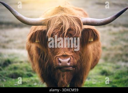 Ritratto di una mucca scozzese delle Highland con corna lunghe e pelliccia mercantile Foto Stock