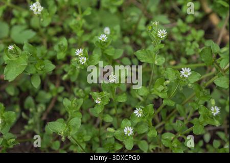White Stellaria Media Flowers.in primavera, Stellaria media cresce in natura. Foto Stock