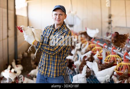 Proprietario di un'azienda avicola interessata che ispeziona galline ovaiole nella coop Foto Stock