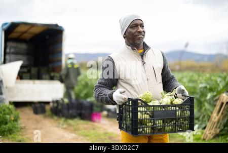 L'uomo africano lavora nel campo, raccogliendo carciofi. Foto Stock