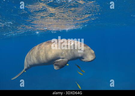 Dugong (dugong dugon) sott'acqua. Mucca di mare nel mare blu. Foto Stock