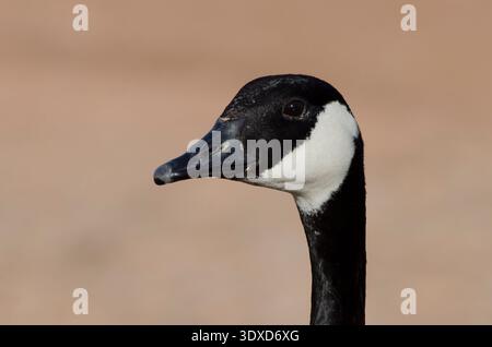Canada Goose, Branta canadensis, ritratto Foto Stock