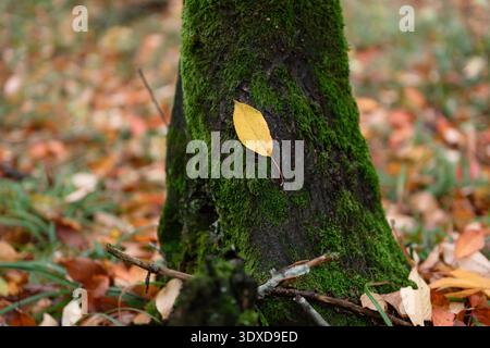 Foglie autunnali gialle su tronco di alberi muschiati. Primo piano di una foglia gialla appoggiata su una base di tronchi di alberi di muschio verde vivace, con pavimento della foresta ricoperto di fogliame. Foto Stock