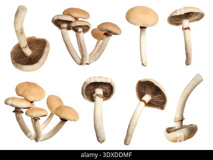 Funghi pioppini selvatici freschi isolati su collage bianco Foto Stock