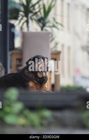 Il cane riposa tranquillamente fuori da un negozio in città Foto Stock