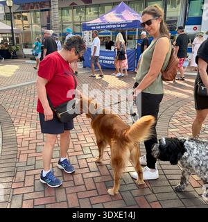 Una donna saluta il cane di un'altra donna al mercato di Sarasota, Florida, USA. Foto Stock