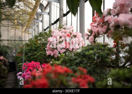 Azalee colorate in fiore all'inizio della primavera. Rododendri rosa in fiore all'interno Foto Stock