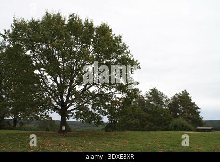Grande quercia in piedi da sola in un campo erboso aperto sotto il cielo nuvoloso nel paesaggio rurale Foto Stock