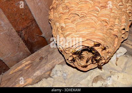 Enormi calabroni nidificano Vespa crabro, con una popolazione di circa 1000 animali. Un enorme nido di calabrone sotto il tetto della casa. I calabroni sorvegliano l'ingresso Foto Stock