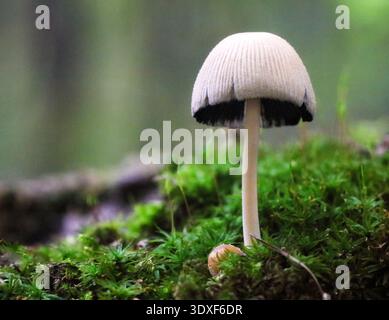 Funghi con cappuccio lucido (Coprinellus micaceus), che emergono dal suolo in autunno, vista ravvicinata Foto Stock