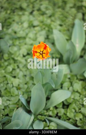 Un singolo tulipano rosso arancione vivace fiorisce, visto da un'angolazione elevata. Il fiore è a fuoco forte su uno sfondo verde morbido e sfocato di foglie. Quindi Foto Stock