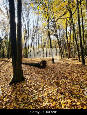 La luce del sole splende nei boschi autunnali. Vista grandangolare di una tranquilla foresta autunnale: La luce del sole illumina uno spesso tappeto di foglie dorate. Foto Stock