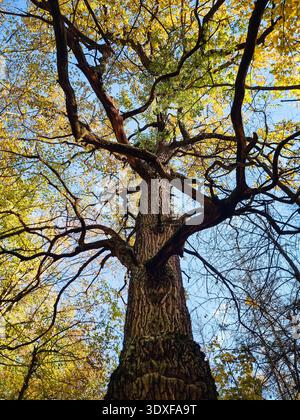 Vista ad angolo basso di un vecchio albero nella foresta autunnale. Stelo e corteccia testurizzati di un grande tronco di albero vecchio verso rami di spandimento pieni di foglie dorate. Foto Stock