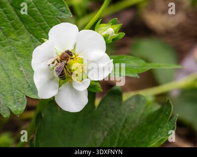 Cespuglio di fragole in fiore con un'ape sul fiore. Foto Stock
