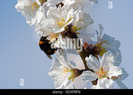 Ludwigshafen, Germania. 3 marzo 2026. Un bumblebee raccoglie il nettare dai fiori di un mandorlo. Credito: Uwe Anspach/dpa/Alamy Live News Foto Stock