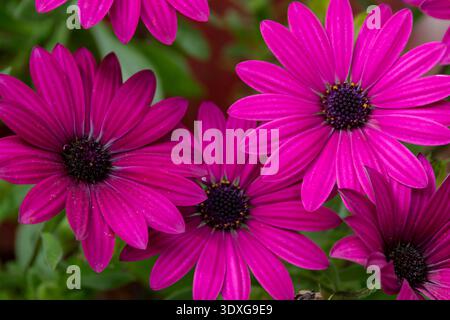 Primo piano di Osteospermum sp fiore viola rosa in fiore che mostra dettagli di petali e foto macro floreali in primavera. Foto Stock