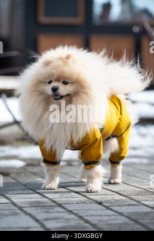 Cane della Pomerania che indossa una tuta impermeabile gialla che cammina all'aperto in inverno o all'inizio della primavera. Foto Stock