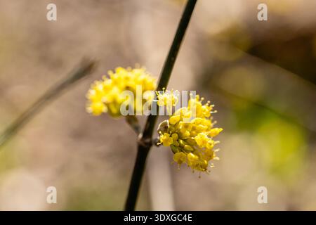 Fiore giallo di cornus officinalis, ciliegia corniola giapponese Foto Stock