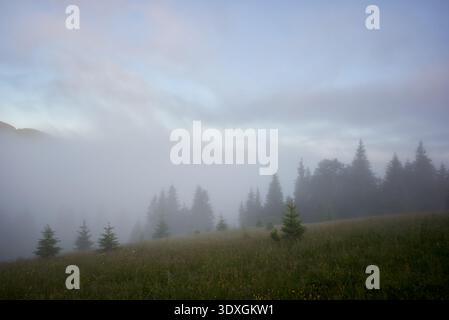 Mattina di Foggy nel prato. Campo, punteggiato da piccoli pini e fiori selvatici, parzialmente oscurato da una fitta nebbia. Sullo sfondo, una fitta foresta di pini alti emerge attraverso la nebbia. Foto Stock