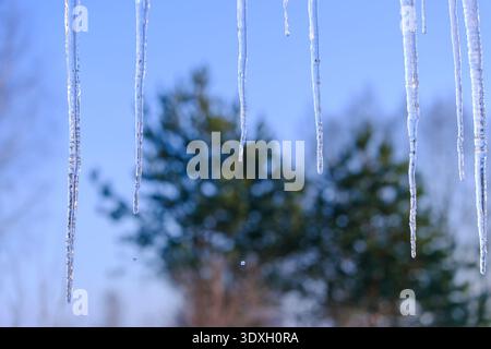 Primo piano di ghiaccioli d'acqua congelati che si fondono sulle conifere. Paesaggio naturale invernale con sfondo blu profondo del cielo e spazio fotocopie. Foto Stock