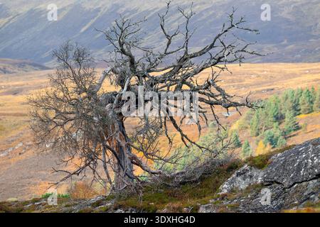 Pino scozzese (Pinus sylvestris) resti di alberi maturi che crescono su affioramento roccioso ai margini della foresta nativa di Glen Strathfarrar, Inverness-shire, Scozia Foto Stock