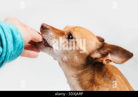 Chihuahua mangia delizia dalla mano del proprietario. Vista laterale del cane anziano durante l'allattamento o l'allenamento all'obbedienza. Colpo di testa di Chih, piccola femmina di capelli corti e marroni Foto Stock