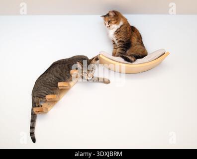 Gatti al coperto che giocano su scaffale per gatti montato a parete e scale. Gattino malizioso con un gatto adulto infastidito. Bella interazione tra due gatti. Casa multipet Foto Stock