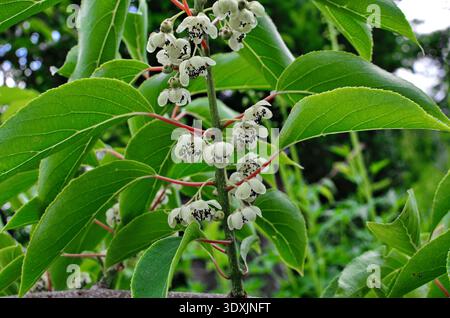 Fiore e foglie del frutto del bacca di kiwi (actinidia arguta) che cresce sulla vite Foto Stock