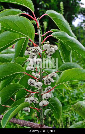 Fiore e foglie del frutto del bacca di kiwi (actinidia arguta) che cresce sulla vite Foto Stock