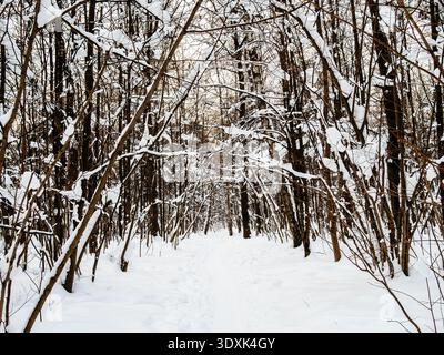 percorso nella neve fresca nella foresta del parco cittadino in inverno tramonto dopo la nevicata Foto Stock