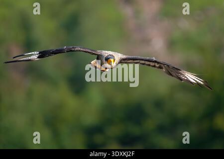 Caracara crestata (Caracara plancus) in volo Foto Stock