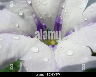 Primo piano estremo di un fiore bianco con venature viola ricoperte di gocce di rugiada fresche dopo la pioggia Foto Stock