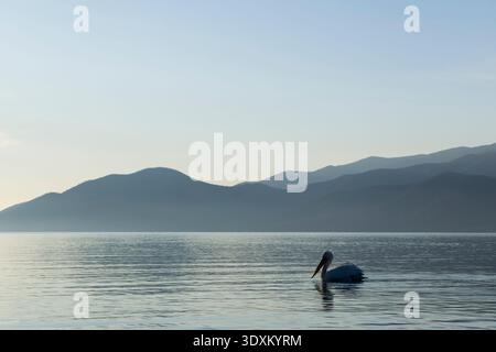 Pelecanus crispus pelicano dalmata, nuoto per adulti, lago Kerkini, Grecia, febbraio Foto Stock