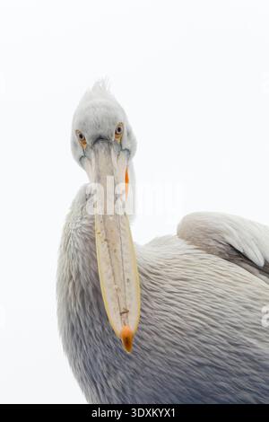 Pelecanus crispus pelicano dalmata, ritratto per adulti, lago Kerkini, Grecia, febbraio Foto Stock