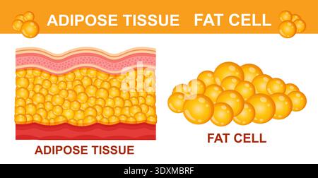 Cellula adiposa del tessuto adiposo, struttura anatomica dello strato cutaneo. Epidermide della cellulite adiposa lipidica del corpo umano. Perdita di peso, sovrappeso. Dieta sana. Vettore Illustrazione Vettoriale