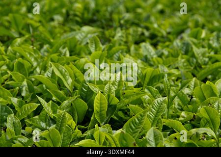 Primo piano di foglie di tè verde fresco in una lussureggiante piantagione biologica, ideale per il benessere e il branding delle bevande. Foto Stock