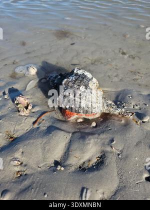Lumaca di conchiglia di cavalli conchiglia dello stato della florida vive sulla spiaggia con le onde dell'oceano che si lavano in verticale Foto Stock