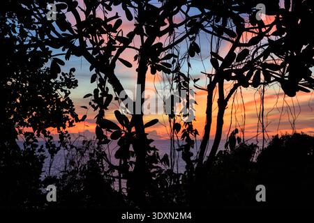 Sagome di alberi e piante che incorniciano un vibrante cielo al tramonto sull'oceano Foto Stock