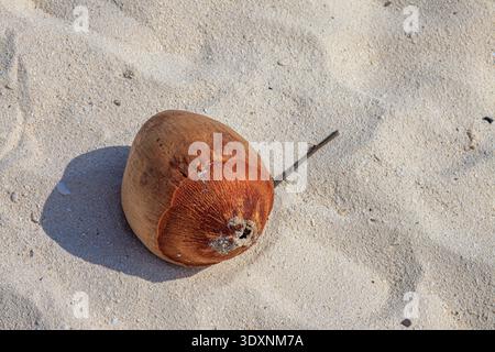 Una sola noce di cocco poggia su sabbia illuminata dal sole. Le ombre morbide incorniciano il guscio testurizzato e resistente agli agenti atmosferici. La scena evoca calma quiete tropicale. Perfetto per la spiaggia, virginia Foto Stock