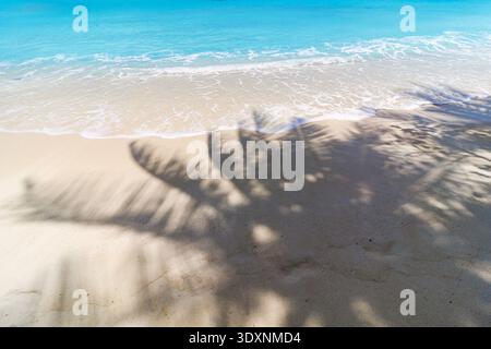 La sabbia dorata incontra le onde turchesi. Palm Shadow si estende lungo la spiaggia. La luce del sole balla sull'acqua increspata. Un momento sereno sul bordo dell'oceano. Foto Stock
