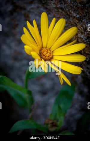 Fiore giallo di Calendula che cresce contro un muro di pietra grigia Foto Stock