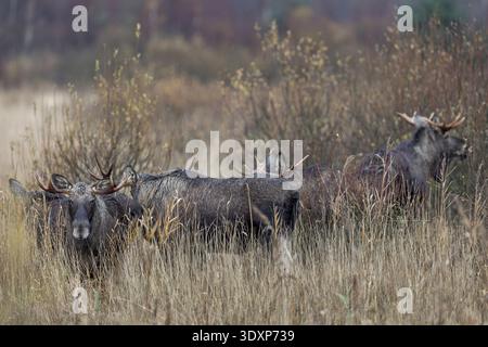 A differenza di altre specie di cervi, i combattimenti tra alci di toro (Alces alces) sono molto più rari durante il rut, la stagione dei rutti, l'alce rut, ottobre, Danimarca Foto Stock