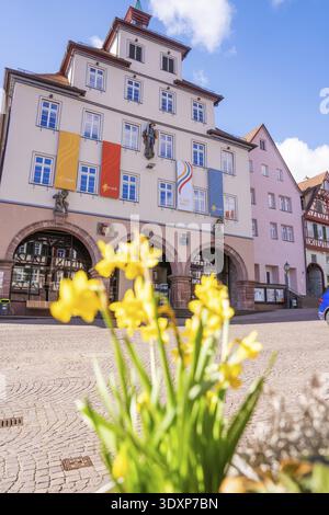 Ingresso principale di un edificio cittadino con bandiere in primavera e fiori gialli in primo piano, Calw, quartiere Calw, Germania Foto Stock