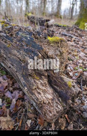 Tronco di albero in putrefazione nella foresta, coperto di muschio e circondato da foglie cadute, progetto di compensazione dei pascoli forestali della Hermann Hessebahn, G. Foto Stock