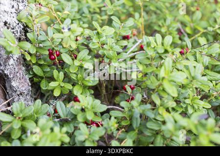 Le bacche mature del mirtillo (Vaccinium vitis-idaea) si illuminano di rosso sul cespuglio, Smaland, Svezia Foto Stock