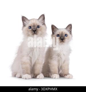 Simpatico duo di gattini del Sacro Birman, seduti vicini. Guardando verso la fotocamera con occhi specifici per la razza. Isolato su sfondo bianco. Foto Stock