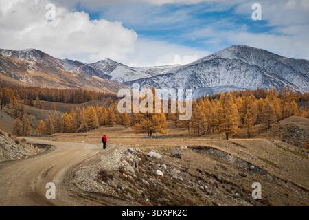 L'escursionista in giacca rossa cammina lungo la strada sterrata attraverso la foresta di larici dorati, le montagne innevate si insinuano sotto il cielo blu nuvoloso. Foto Stock
