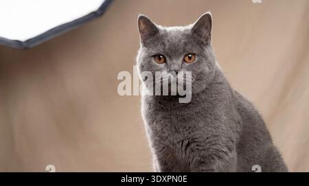 Questa fotografia cattura l'essenza regale di un gatto Shorthair britannico. Il suo denso cappotto grigio-blu è rifinito con dettagli nitidi, mettendo in risalto la razza Foto Stock